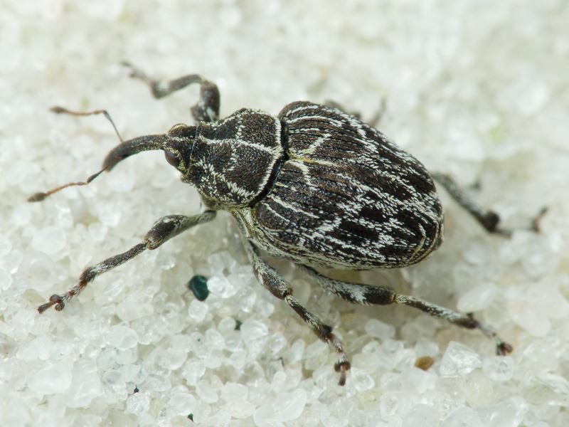 Mogulones geographicus (Goeze, 1777)